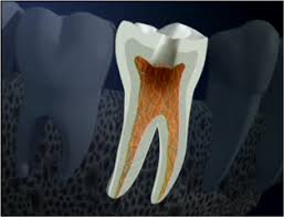 Resultado de imagen para paquete vasculonervioso dental
