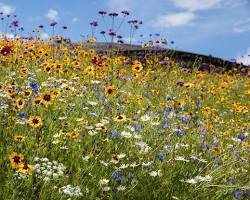 Image of Meadows