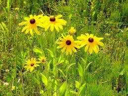 Image result for blackeyed susan tree