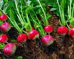 Image of Radishes plant