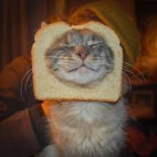 Bildergebnis für cat bread
