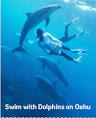 Dolphins and You - Waianae, HI Groupon