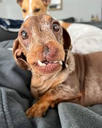 You may have broken his face but you didn't break his soul!!!! Our child is getting better and better! Most importantly he's happy and full of life!!!!! I tell him everyday how beautiful and unique he is and he is wagging his tail happily!!! We all deserve a 2nd chance at life!!!! " 🐾💜🐾🙏