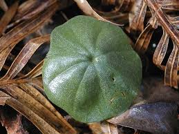 Image result for Nervilia pectinata