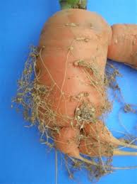 Resultado de imagen para nematodos del suelo