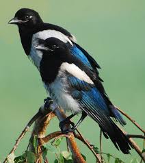 Image result for two magpies in ash tree