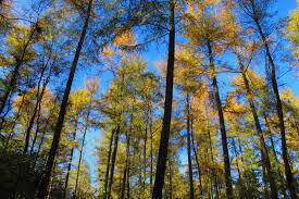 Image result for larch tree