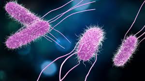 Salmonella Outbreak Linked to Clairemont Cafe: 14 People Sickened