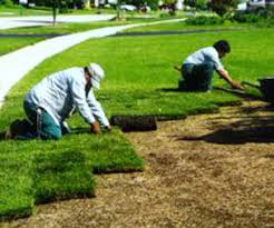 Image result for Pallet of sod