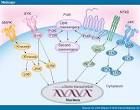 Tofacitinib Xeljanz New Treatment Rheumatoid Arthritis