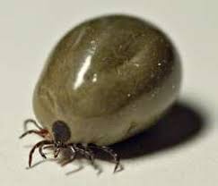 Afbeeldingsresultaat voor als de kop van een teek blijft zitten