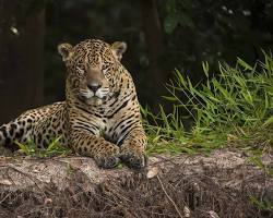 Image of Jaguar, Pantanal, Brazil