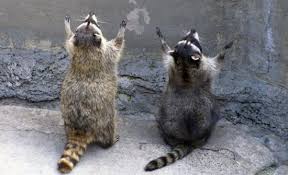 Image result for funny raccoon images