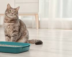 cat using a litter boxの画像