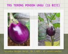 Gambar Terong ungu, potong tebal