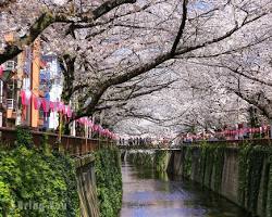 東京目黑川櫻花的圖片