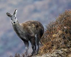 Image of Himalayan Musk Deer