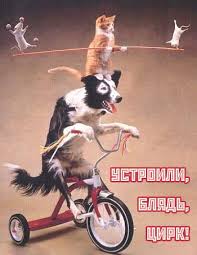 images?q=tbn:ANd9GcTCKfbP2xMV_vgUQnEvDFNX7ZOytXQXeIq9KNrtf9I0orSrqElwQg