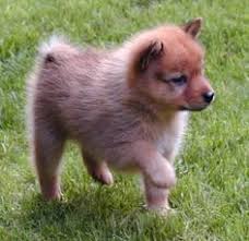 Afbeeldingsresultaat voor Finse Spits puppy