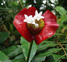 Resultado de imagen para imagenes de psychotria elata
