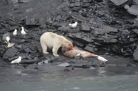 Image result for polar bears hunting