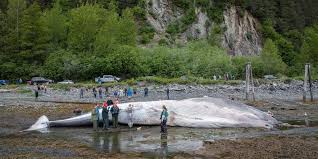 Pregnant endangered fin whale found on Royal Caribbean vessel