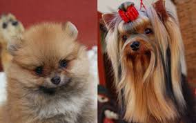 População de cachorros muito pequenos cresce nas grandes cidades