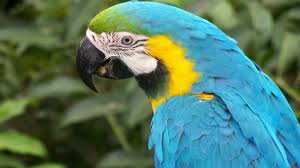Image result for macaw parrot hd