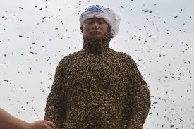 Résultat de recherche d'images pour "covered in bees"