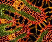صورة winning images Closeup Photographer of the Year competition macro photography micro photography
