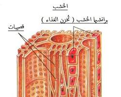 Image of القصيبات في الأنسجة النباتية