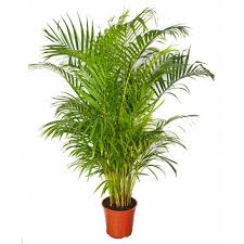 Risultati immagini per PALMA AREcA