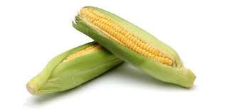 Image result for MAIZE