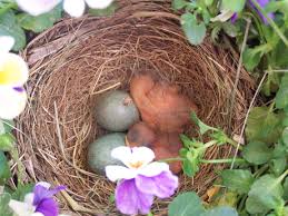 Hasil gambar untuk name canary birds