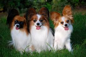 Three Brown and White colored Papillon sitting in the grass looking at the camera.