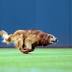 Watch Jake the Diamond Dog visit Fort Wayne TinCaps, give water ...