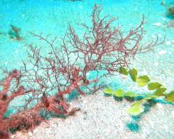 Image of Red algae in coral reefs