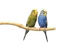 Pictures of 2 parrots talking like humans and ostriches <?=substr(md5('https://encrypted-tbn3.gstatic.com/images?q=tbn:ANd9GcTDUXSZphZBcq4mhmZuRUPad91hzUSnuiKIWBkvfY7J_4J5nusxUcVb5SaK'), 0, 7); ?>