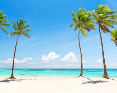 Image of palm trees and beach