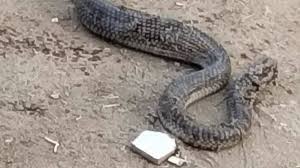 Snake spotted at unfenced primary school in Egypt’s Fayoum governorate