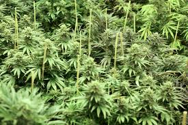 Resultado de imagen de Legalization