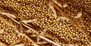 Image result for SOYABEAN