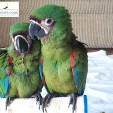 Image result for baby macaw parrot for sale