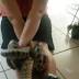 Sunshine Coast  woman 'handcuffed' by giant pet python