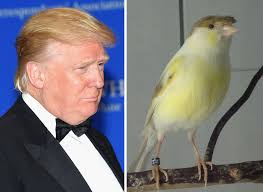 Image result for Donald Trump