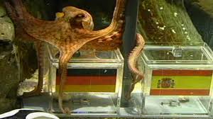 Image result for german octopus predicts football final