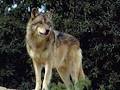 Znalezione obrazy dla zapytania wilk leśny