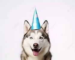 dog and a cat wearing party hats, sitting next to a gift box with a white ribbonの画像