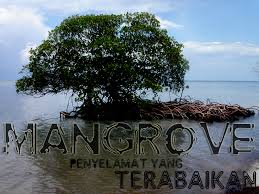 Hasil gambar untuk HUTAN MANGROVE