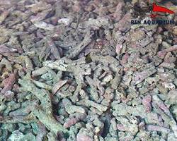 San hô sống cho hồ lọc 